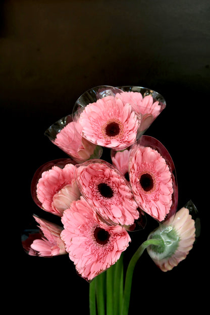 Gerbera - Pink