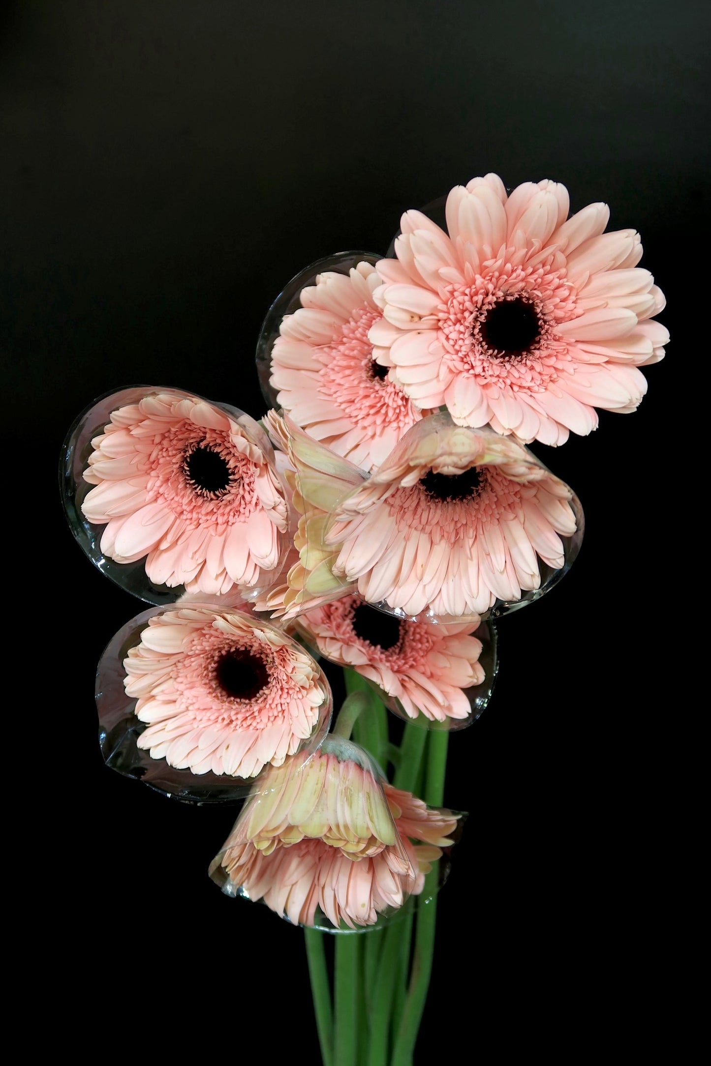 Gerbera - Light Pink