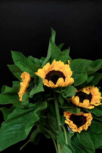 Sunflower (Local)