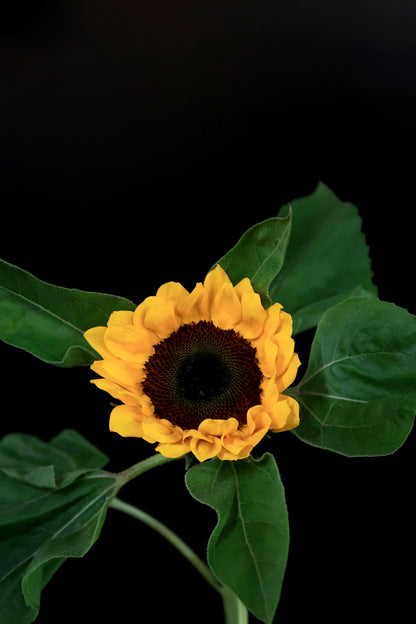 Sunflower (Local)