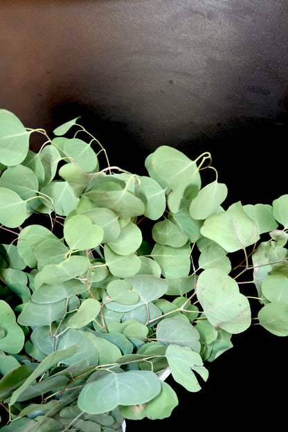 Eucalyptus Apple Leaf