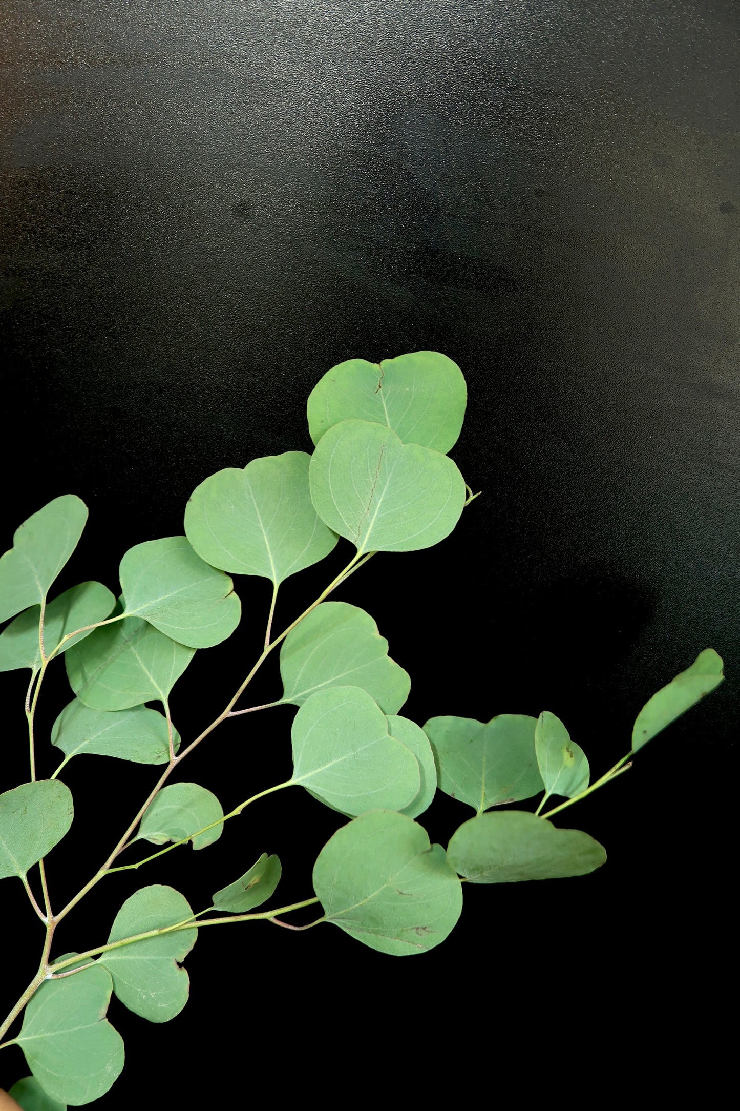 Eucalyptus Apple Leaf