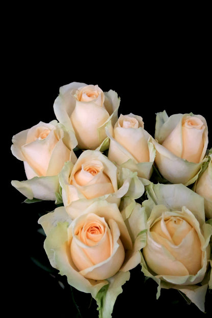 Rose - Champagne Avalanche