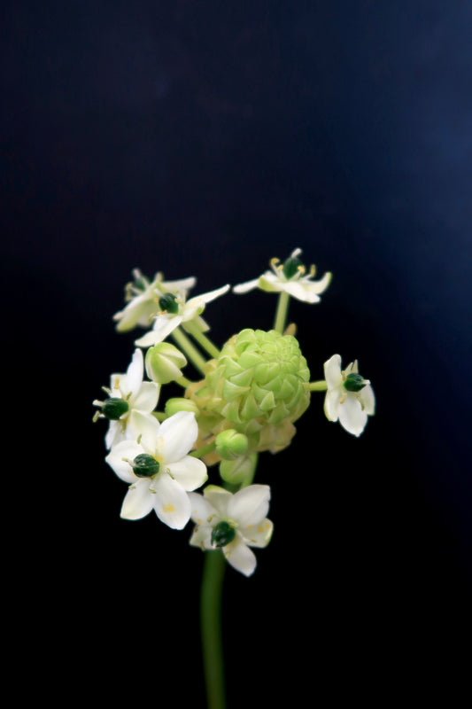 Ornithogalum