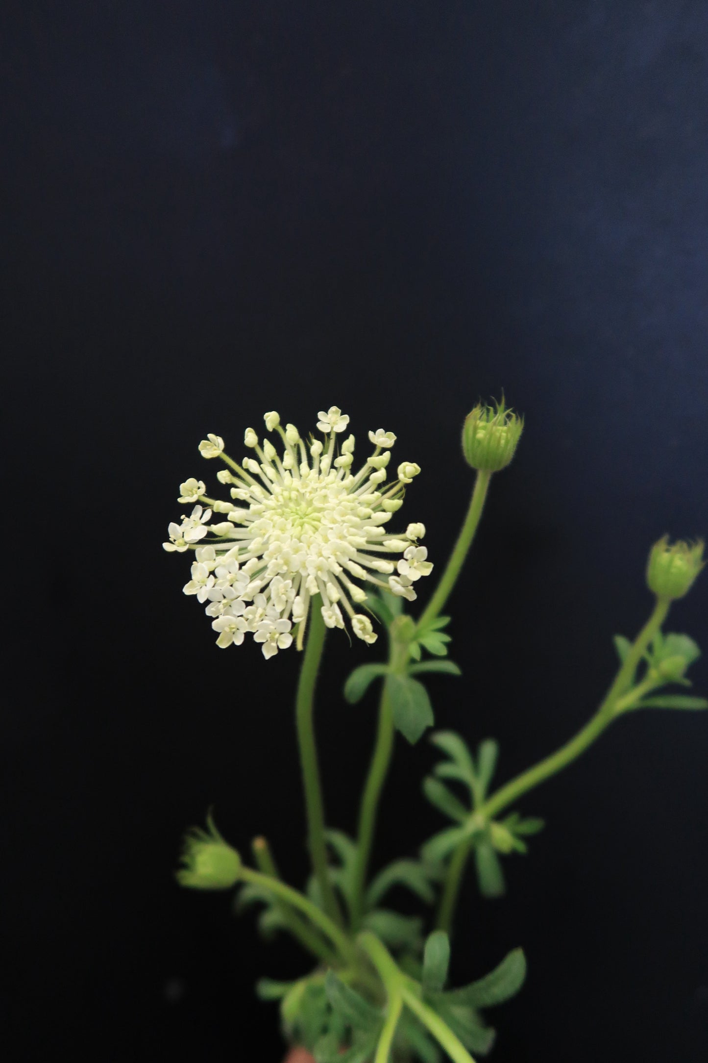 Lace Flower - White