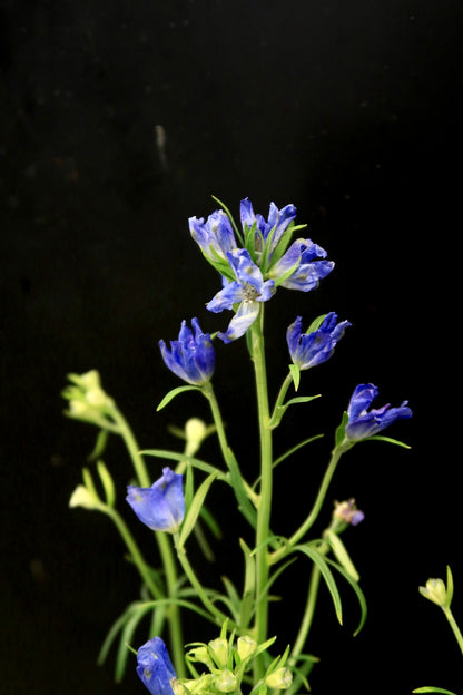 Mini Delphinium - Blue