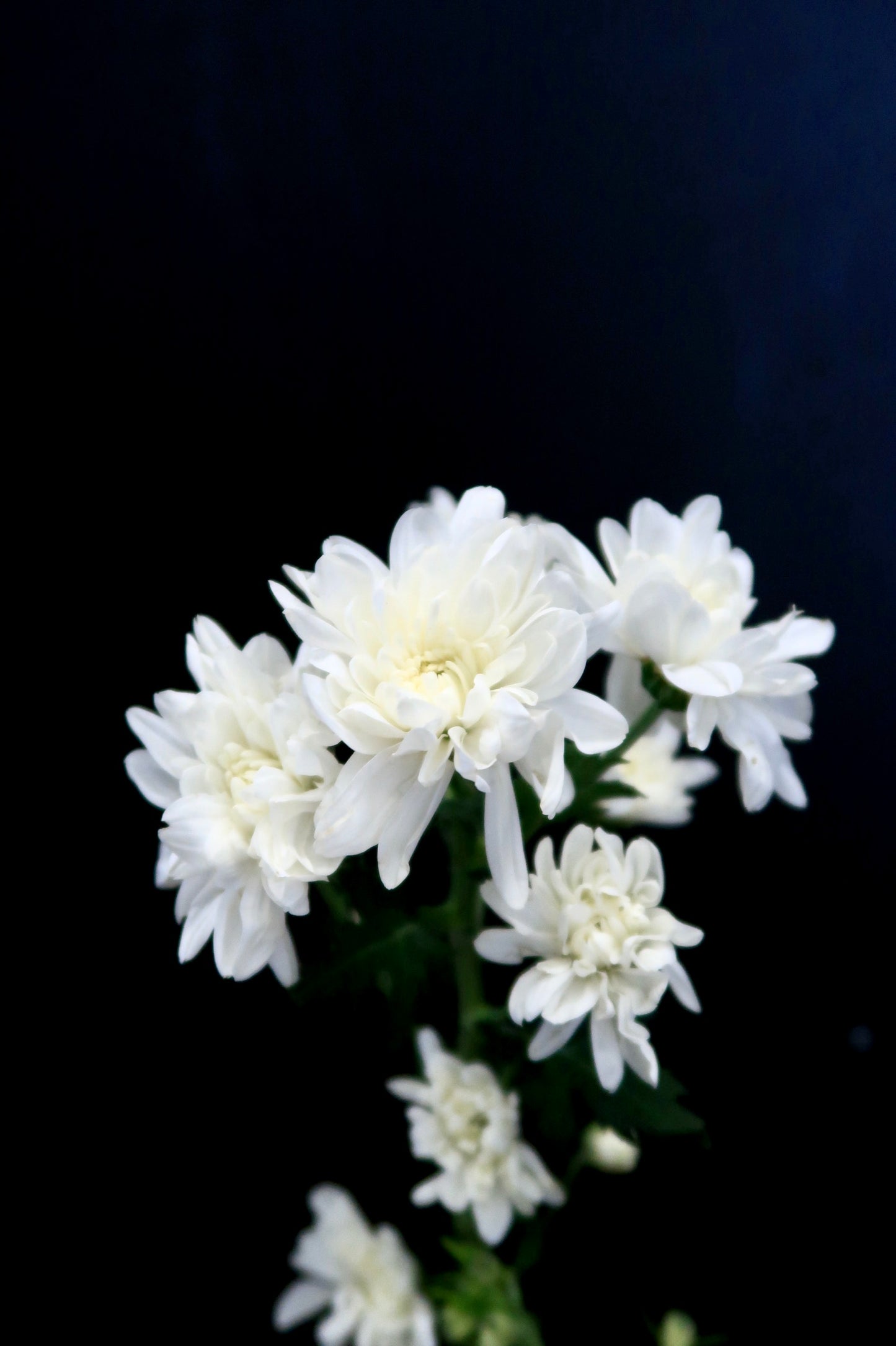 Chrysanthemum Pom Pom - White