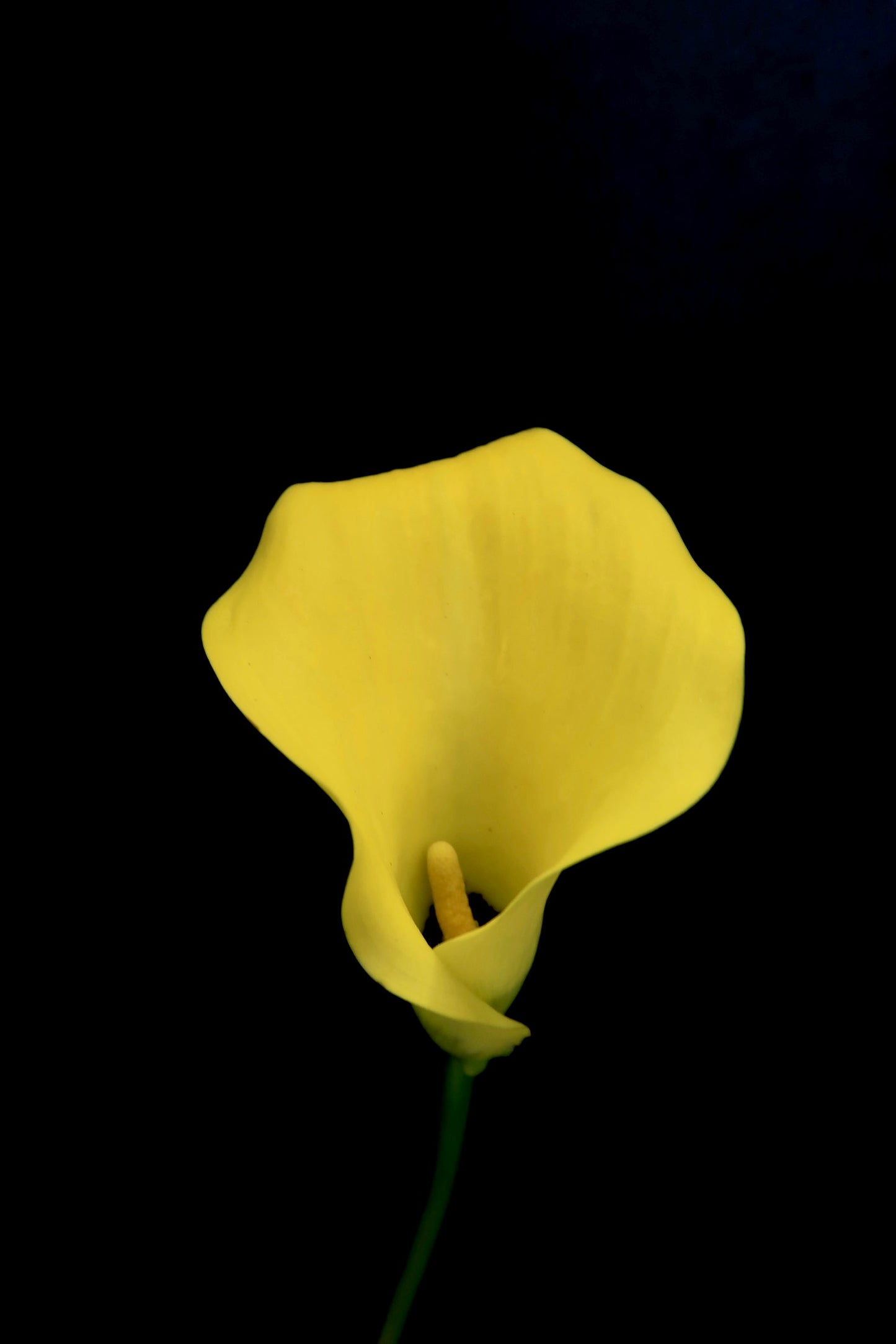 Calla Lily - Yellow