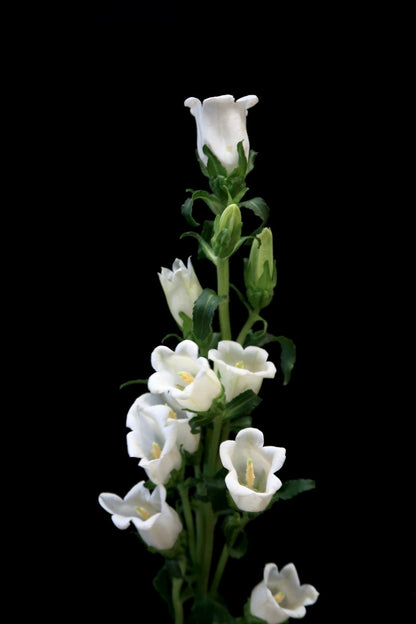 Campanula - White