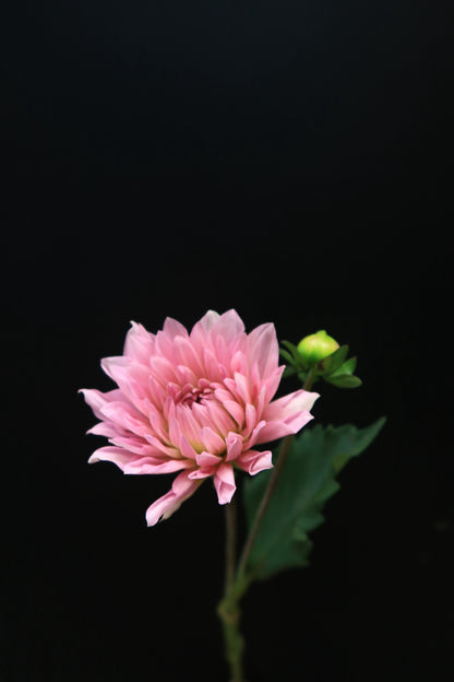 Dahlia - Pink