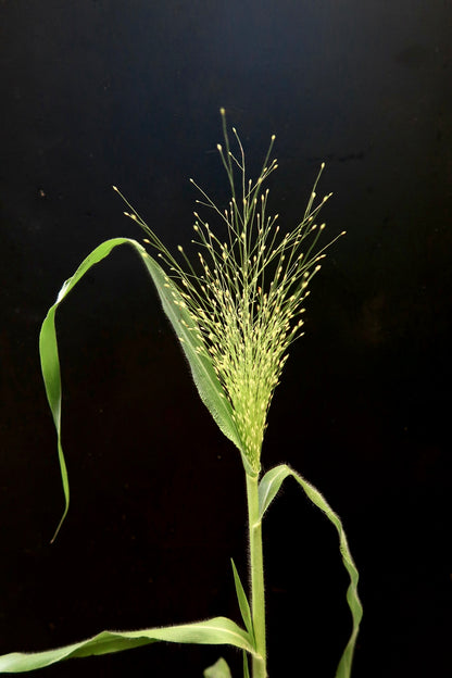 Panicum Fountain Grass