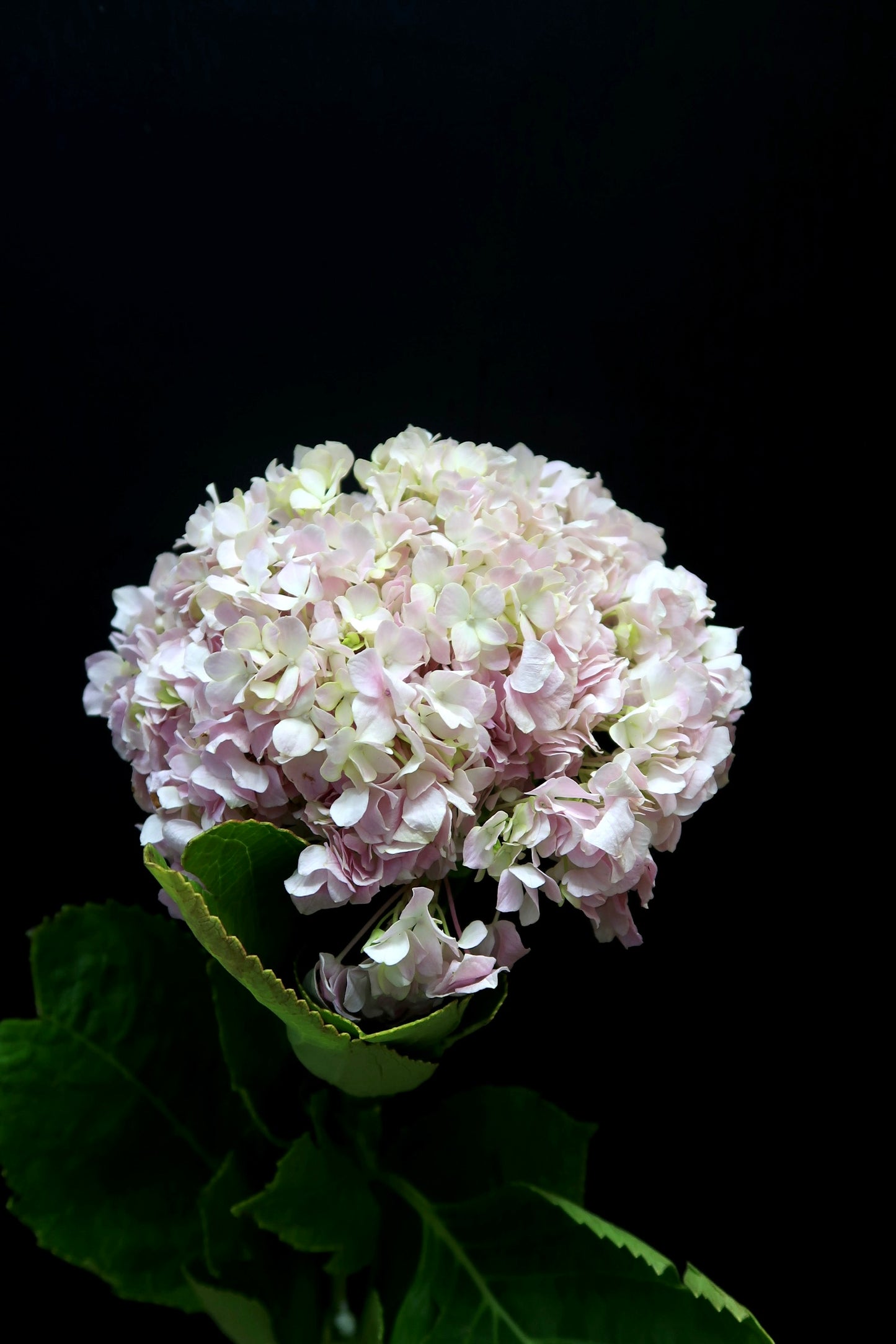 Hydrangea - Light Pink