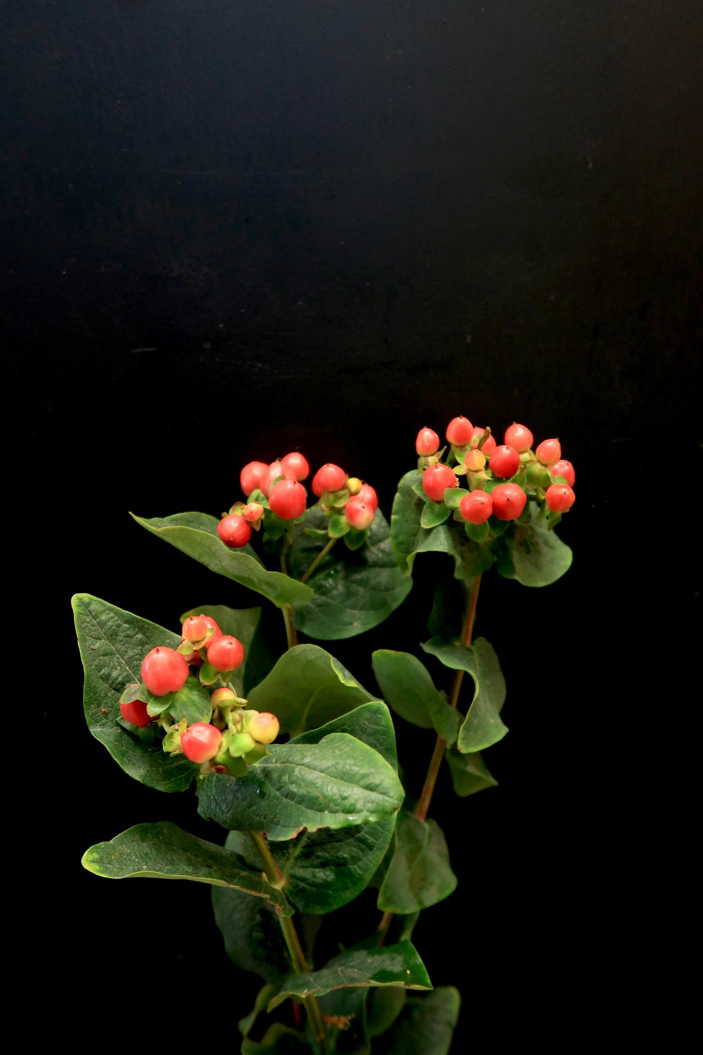 Hypericum Berry - Red