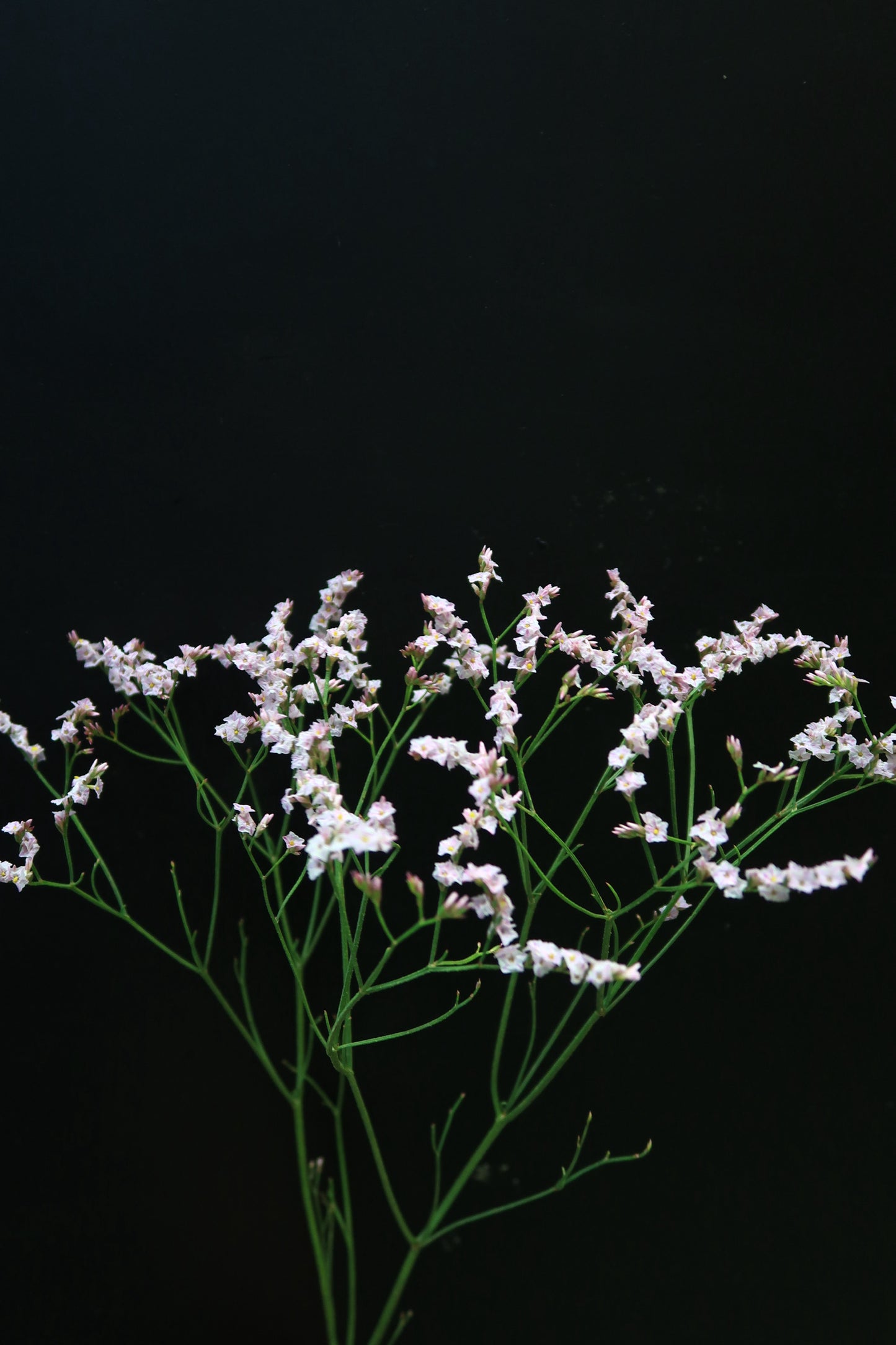 Limonium - Pink