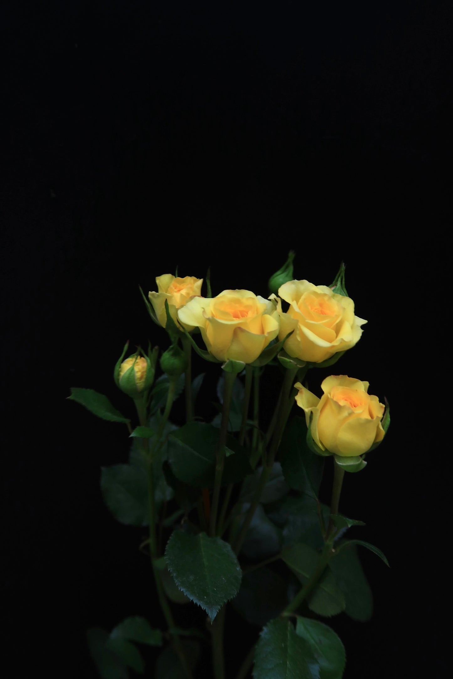 Spray Rose - Mew Bobby Yellow