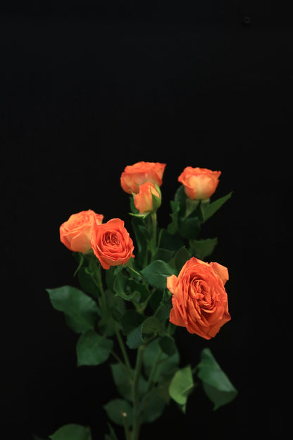 Spray Rose - Orange