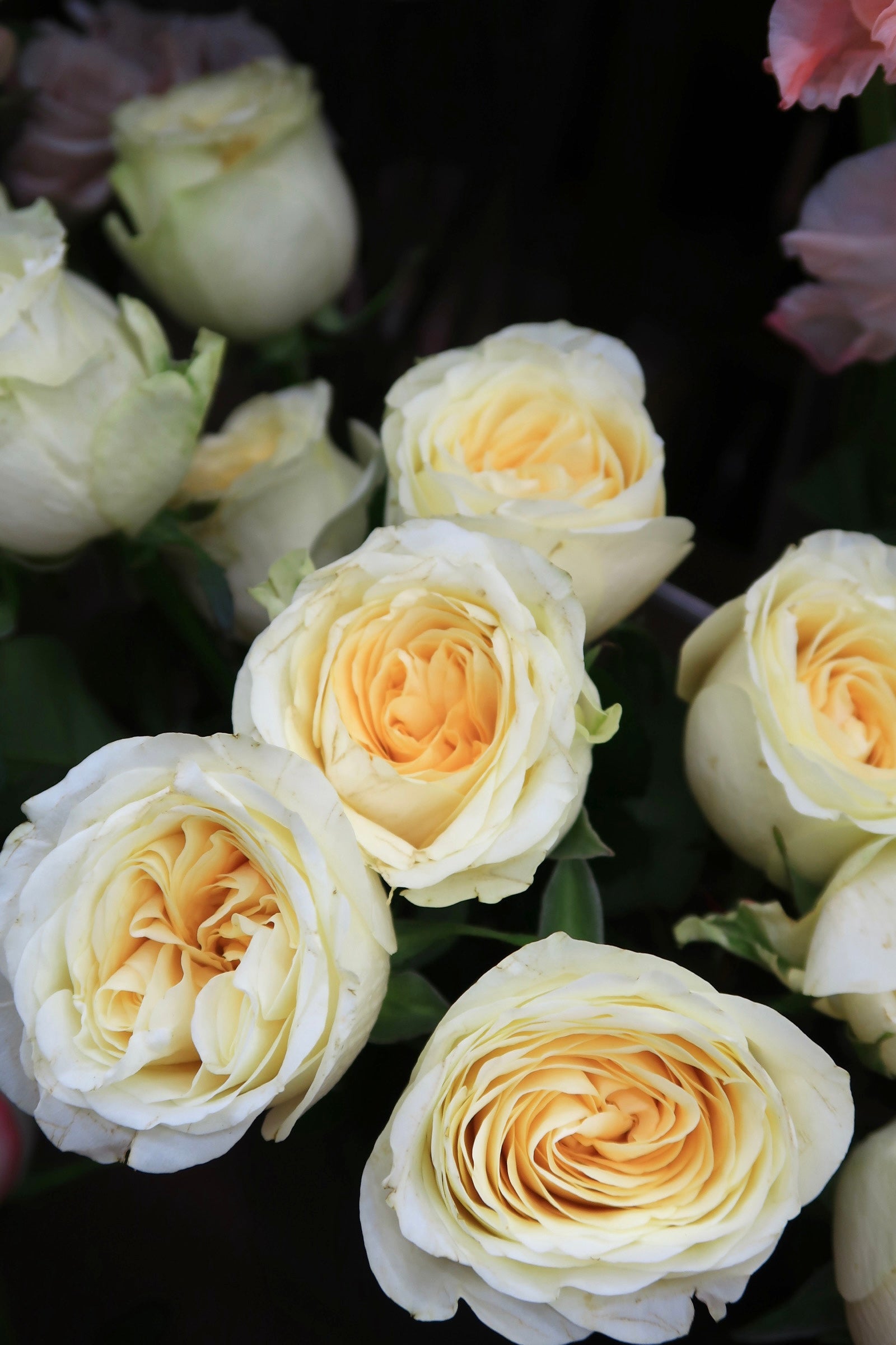Rose - Cream Cup – Dayang Ros Flower Boutique