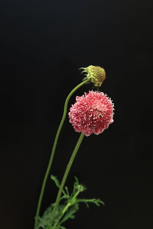 Scabiosa - Red