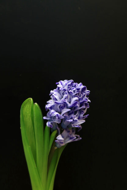 Hyacinthus - Purple