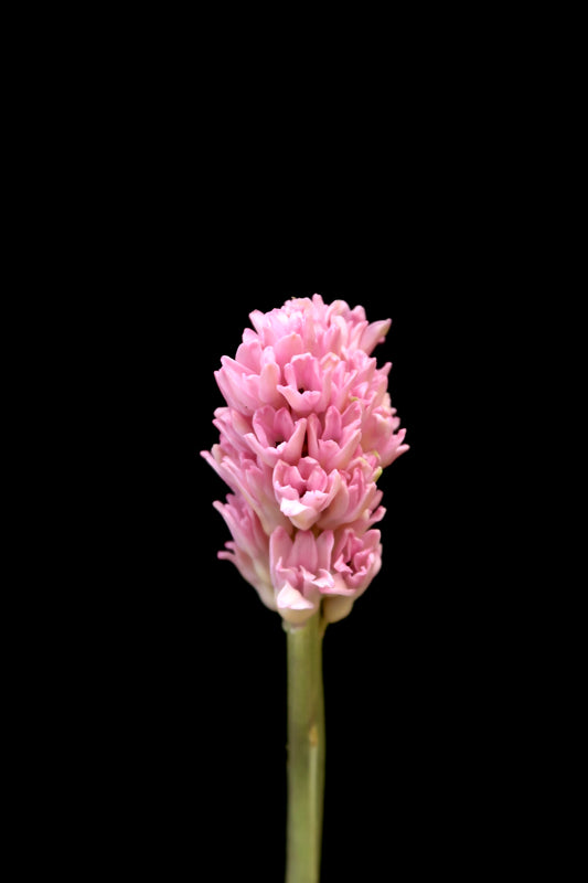 Hyacinthus - Pink