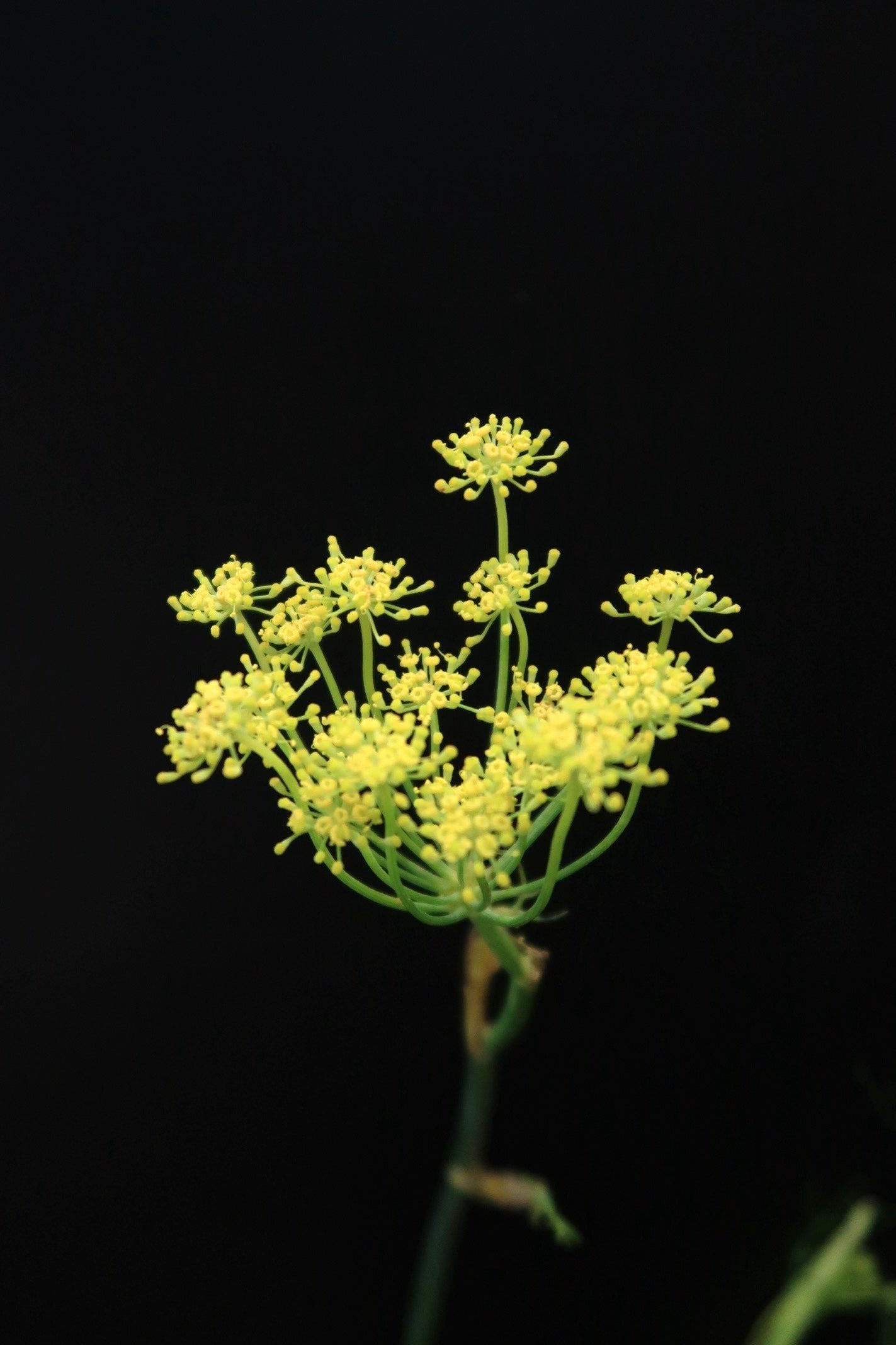 Ammi Majus - Yellow