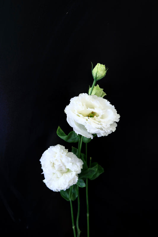 Eustoma Wave - White