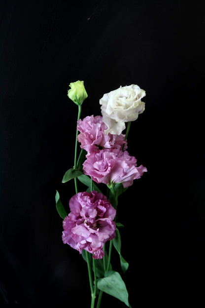 Eustoma Wave - Light Purple