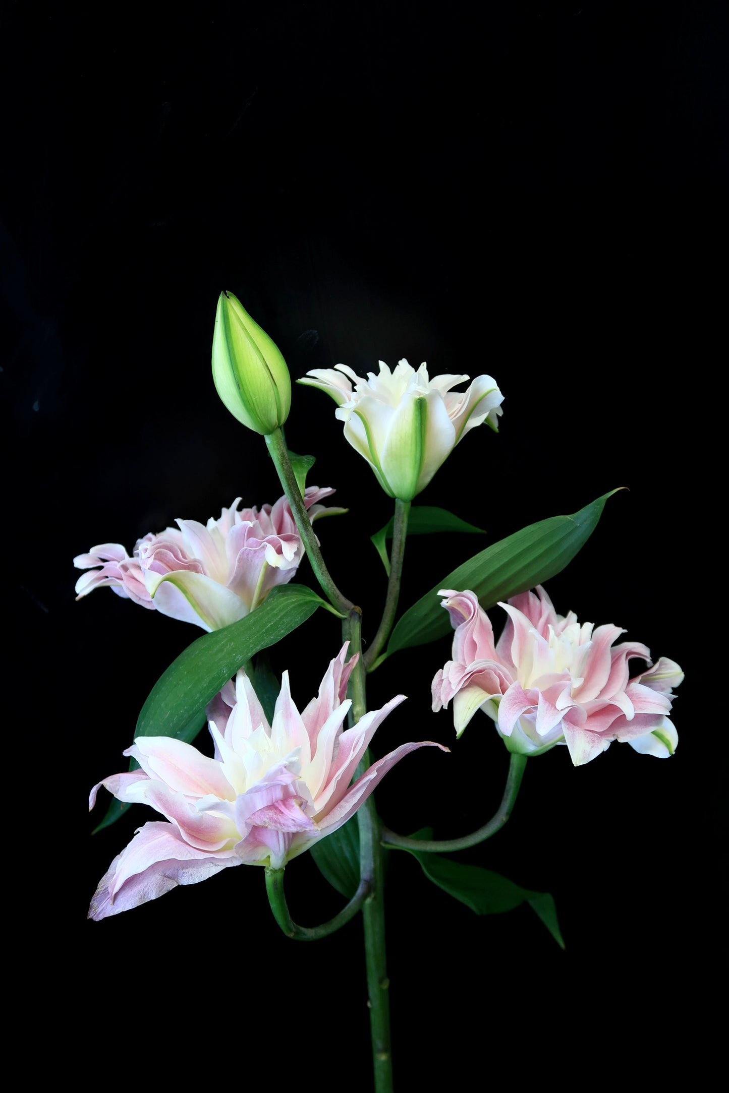 Lily Double 4+ Pink