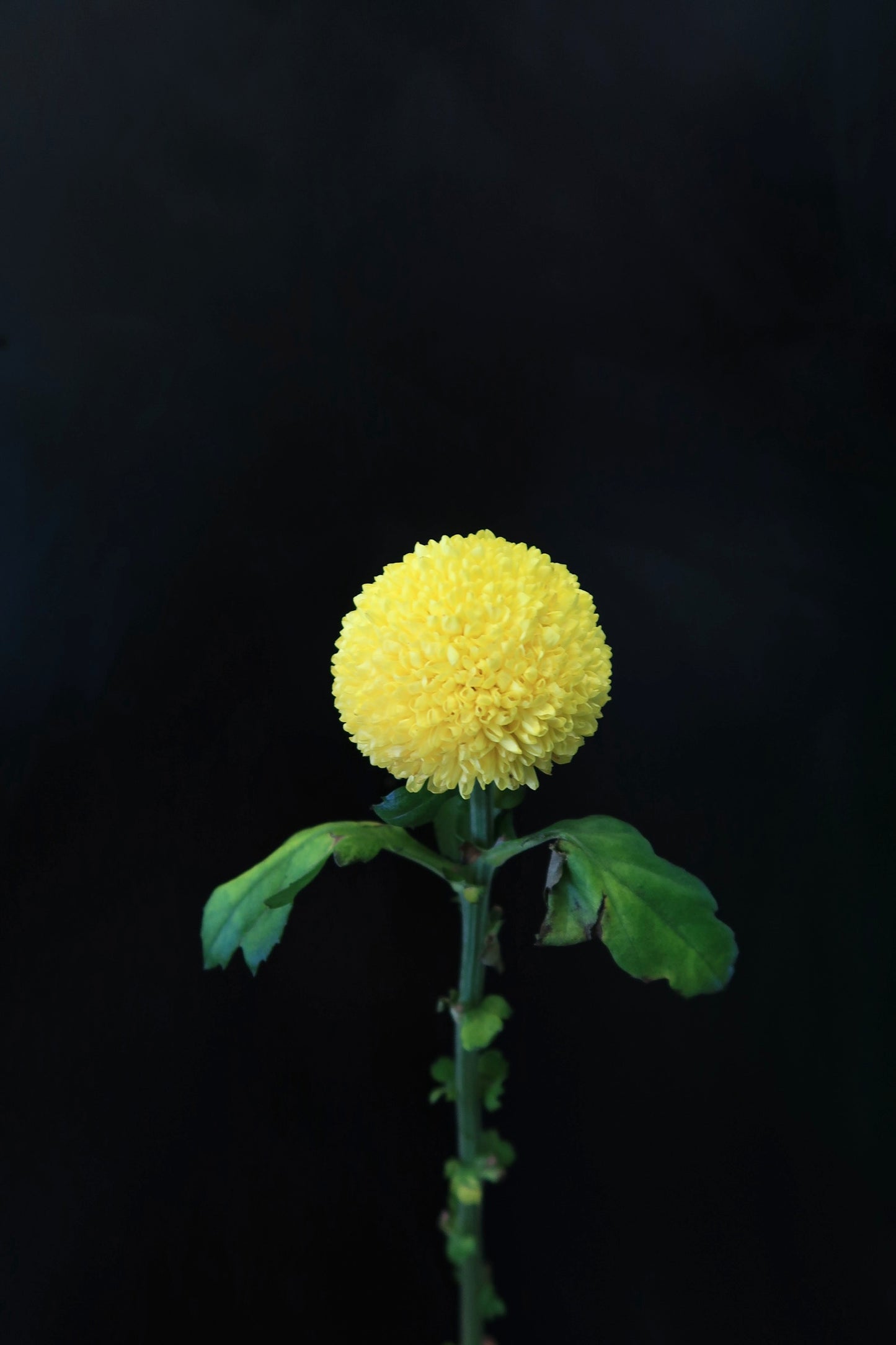 Chrysanthemum Ping Pong - Yellow