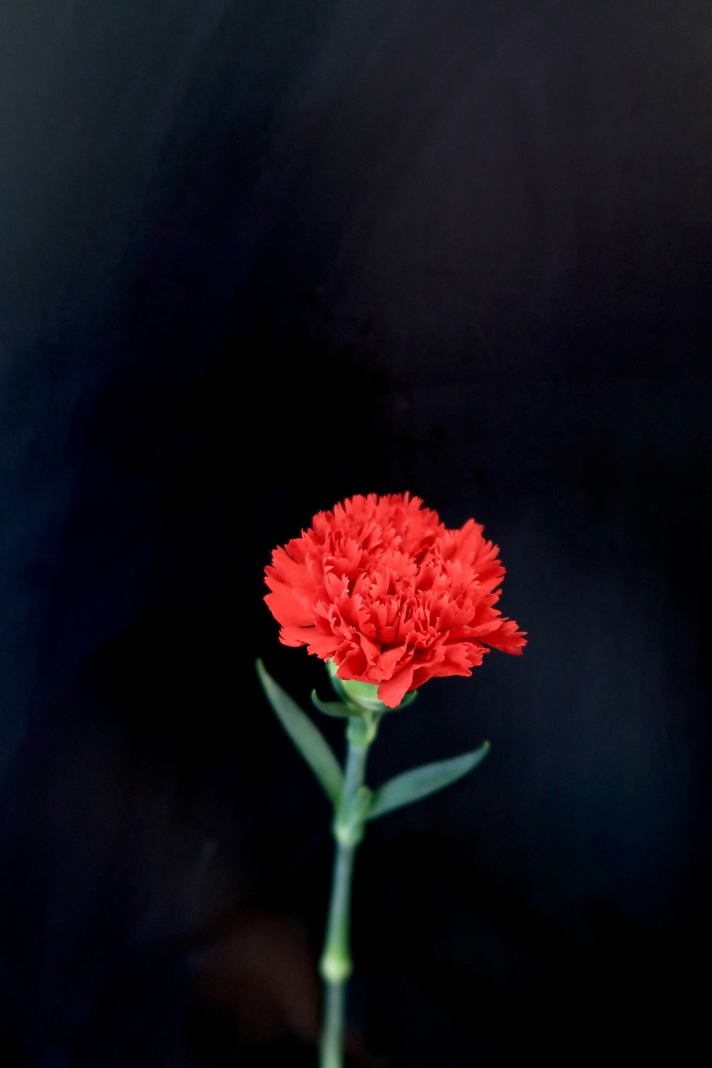 Carnation - Red