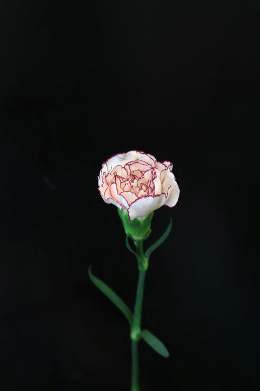 Carnation - White/Purple