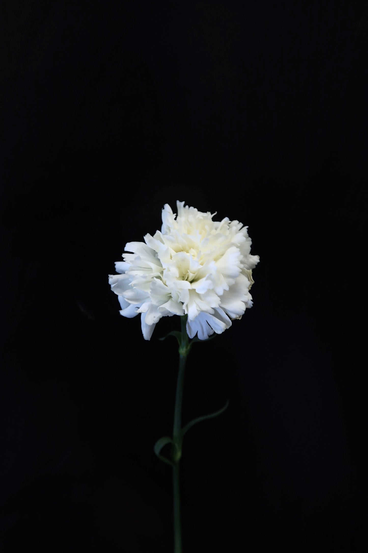 Carnation - White