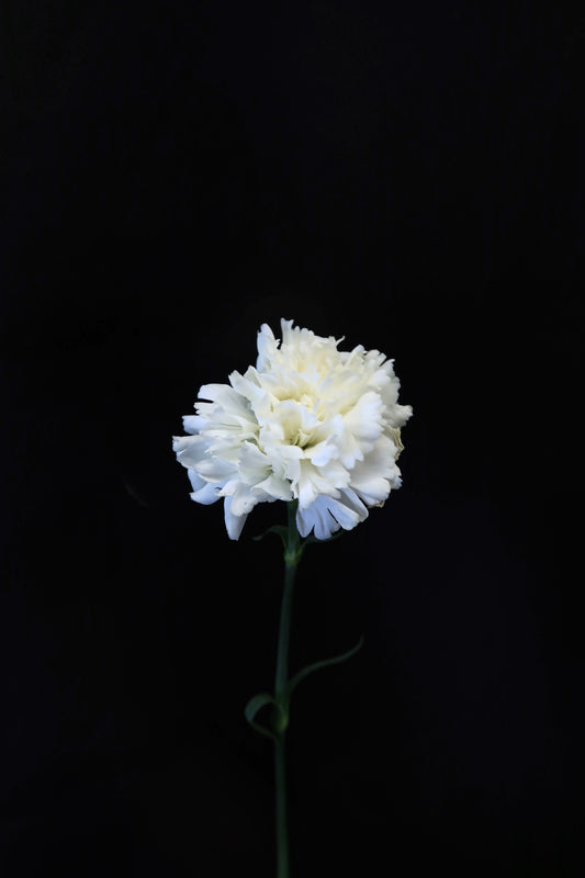 Carnation - White