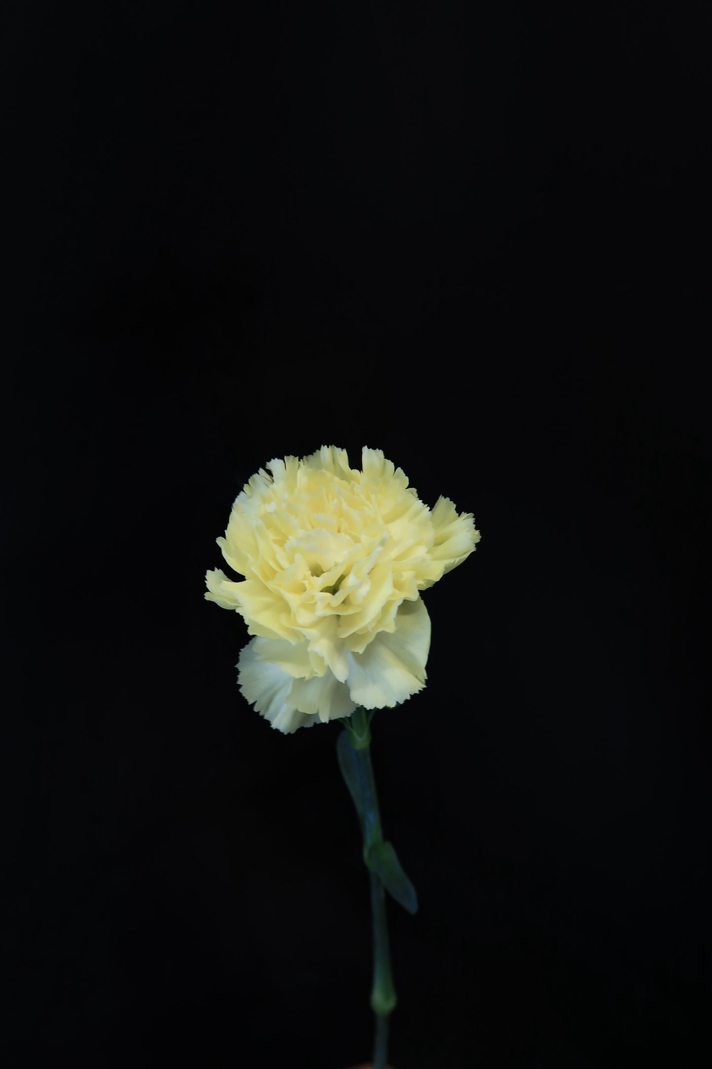 Carnation - Yellow