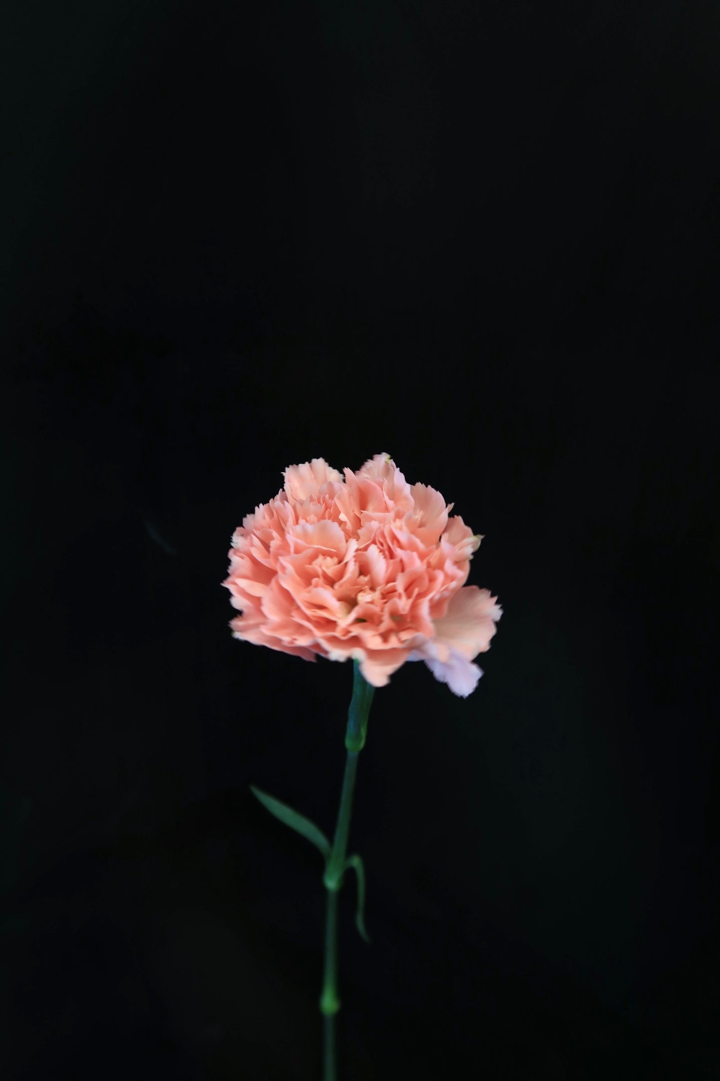 Carnation - Pink