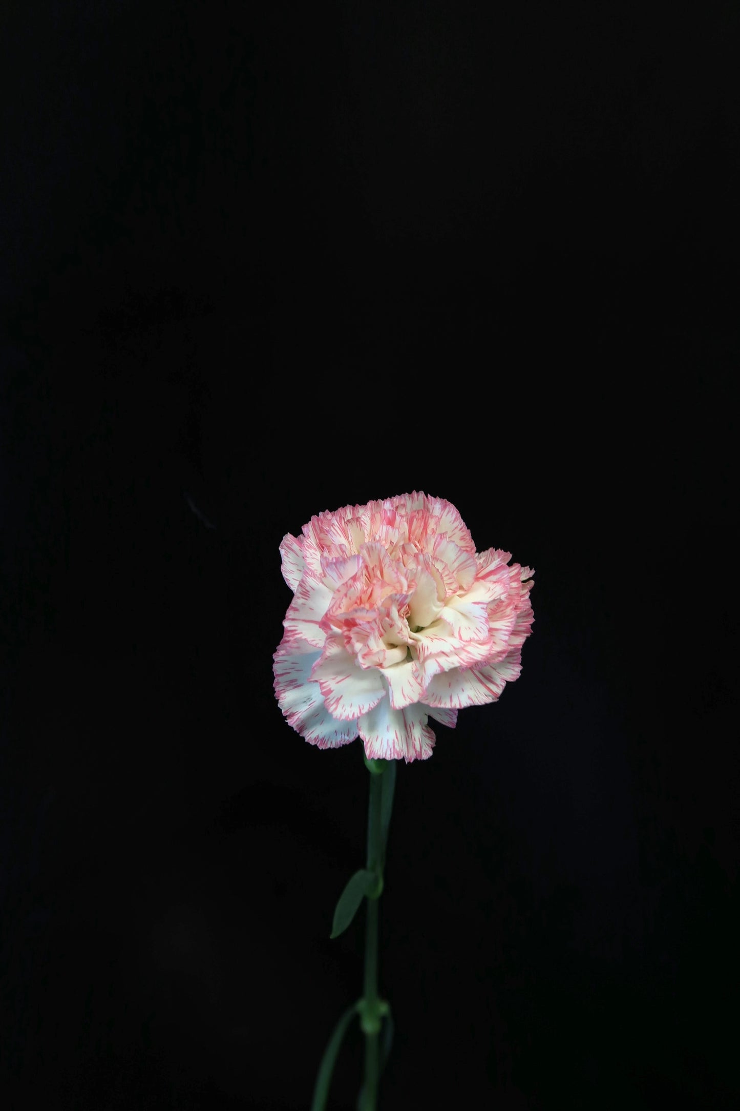 Carnation - White/Pink