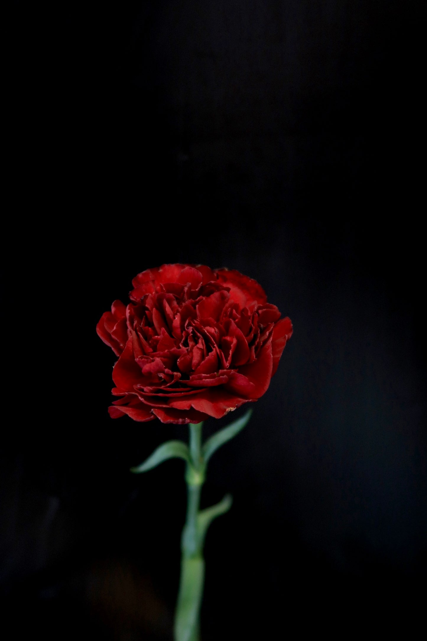 Carnation - Maroon New Ravel