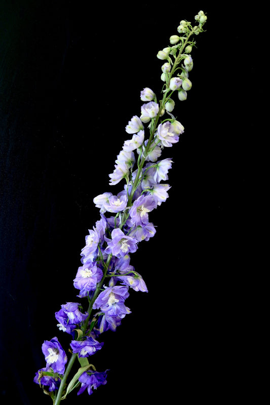 Delphinium - Dark Purple