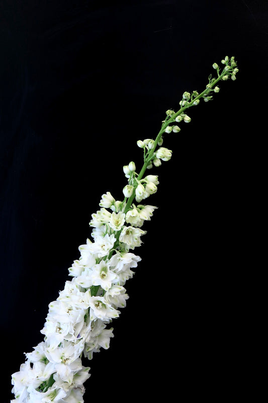 Delphinium - White