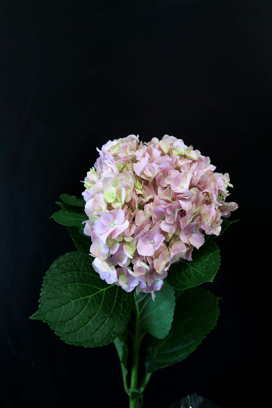 Hydrangea - Pink Purple