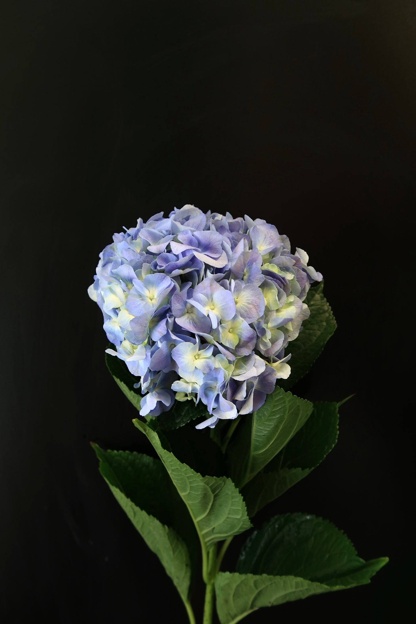 Hydrangea - Blue Purple