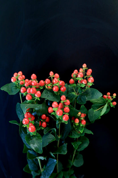 Hypericum Berry - Red