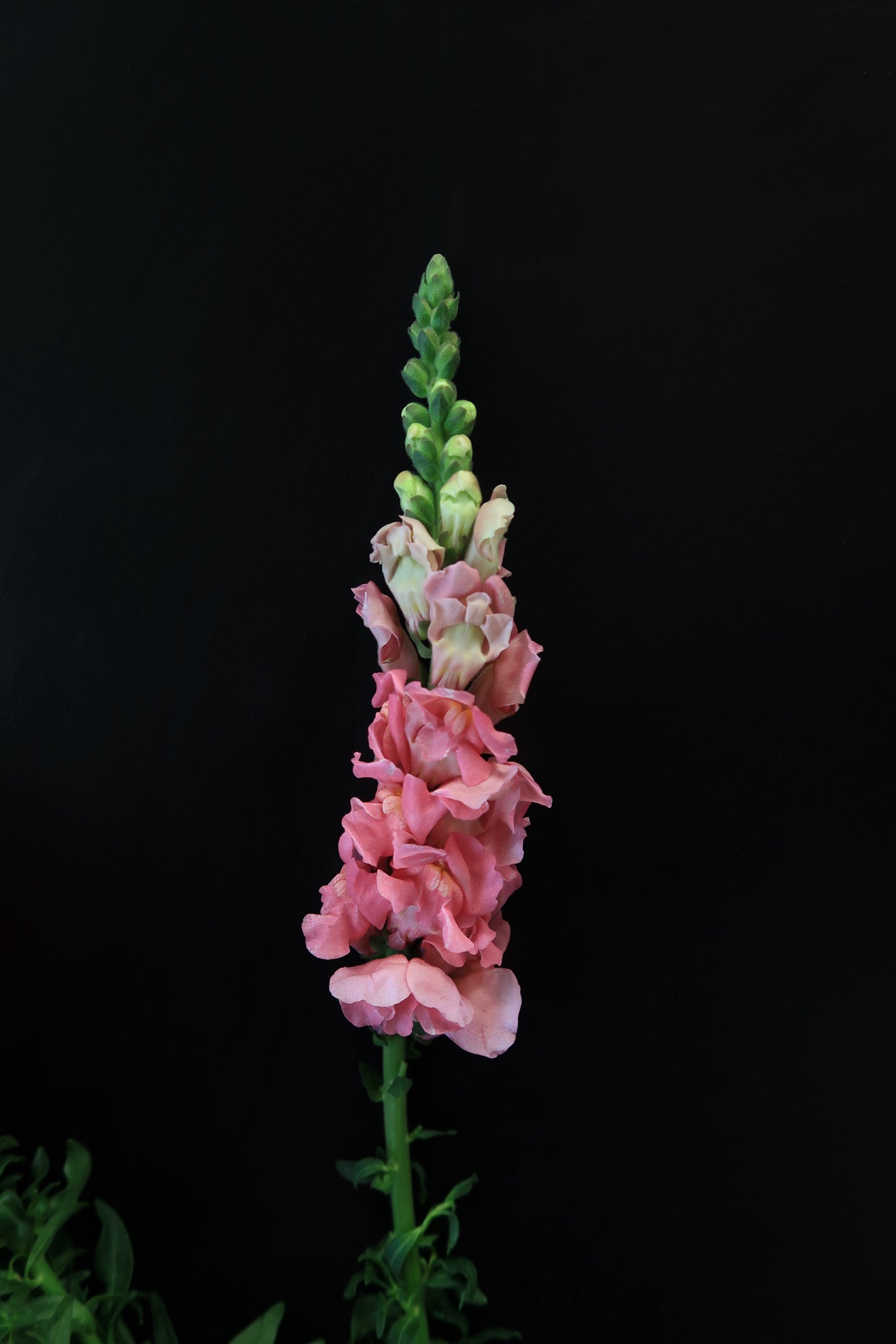 Snapdragon - Pink