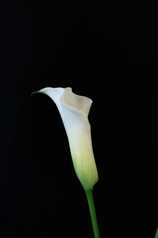 Calla Lily - White