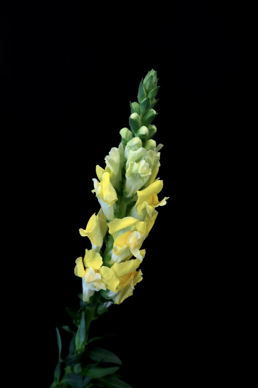 Snapdragon - Yellow