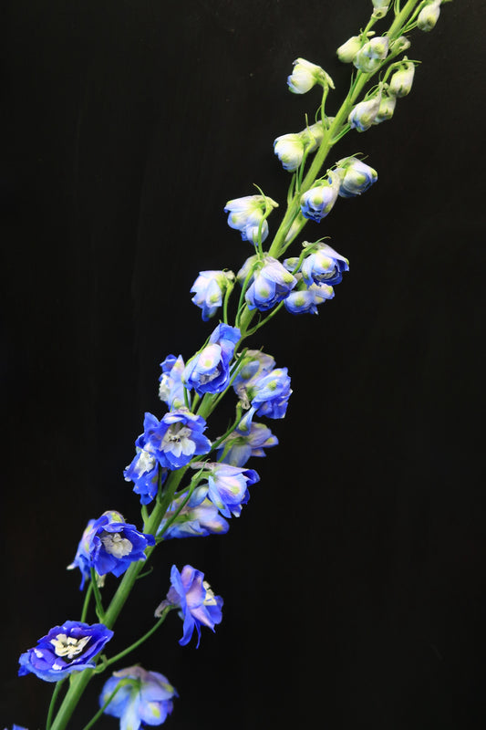 Delphinium - Dark Blue