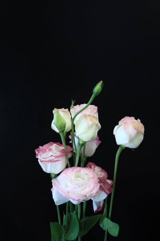 Eustoma - Pink White