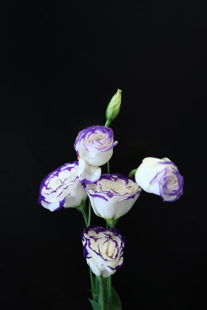 Eustoma - Purple White