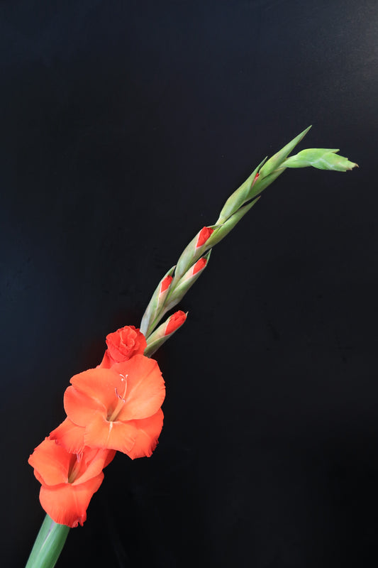 Gladiolus - Red