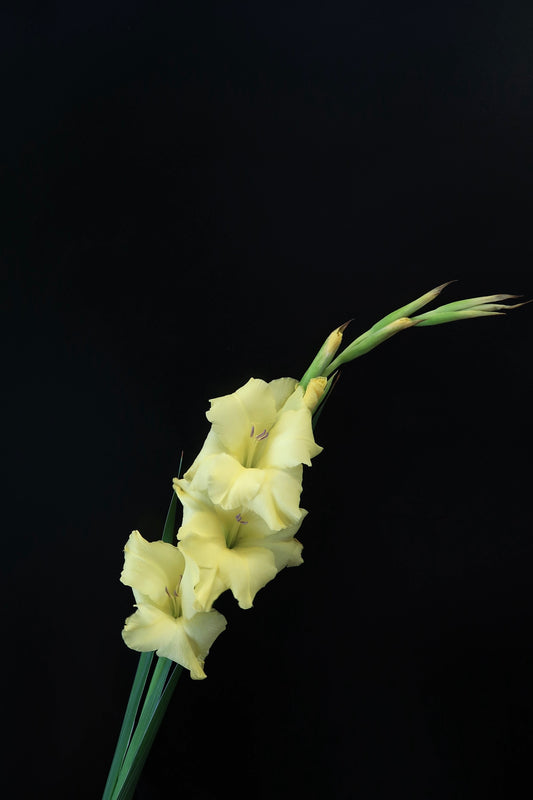 Gladiolus - Yellow